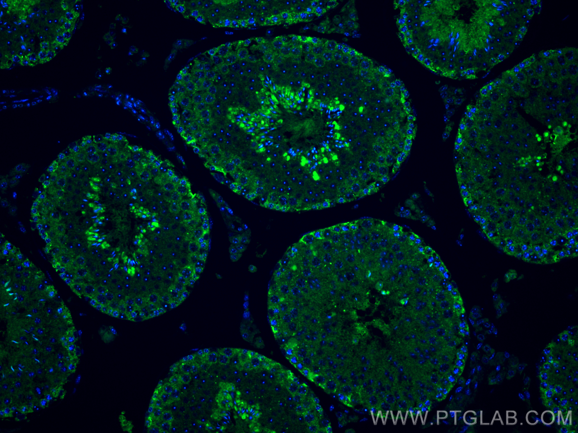 Immunofluorescent analysis of (4% PFA) fixed paraffin-embedded mouse testis tissue using SPACA9 antibody (26034-1-AP) at dilution of 1:200 and CoraLite®488-Conjugated Goat Anti-Rabbit IgG(H+L) (<a class='green' href='/productredirect?CatalogNo=SA00013-2' target='_blank'>SA00013-2</a>). Heat mediated antigen retrieval with Tris-EDTA buffer (pH 9.0). IF Staining of mouse testis using 26034-1-AP