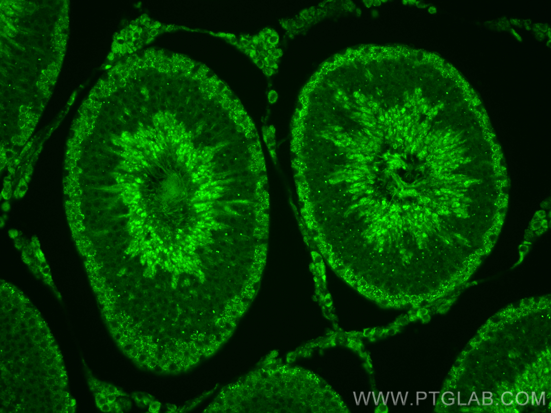 Immunofluorescent analysis of (4% PFA) fixed paraffin-embedded rat testis tissue using SPACA9 antibody (26034-1-AP) at dilution of 1:200 and CoraLite®488-Conjugated Goat Anti-Rabbit IgG(H+L) (<a class='green' href='/productredirect?CatalogNo=SA00013-2' target='_blank'>SA00013-2</a>). Heat mediated antigen retrieval with Tris-EDTA buffer (pH 9.0). IF Staining of rat testis using 26034-1-AP