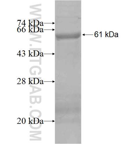 CA11 fusion protein Ag7712 SDS-PAGE