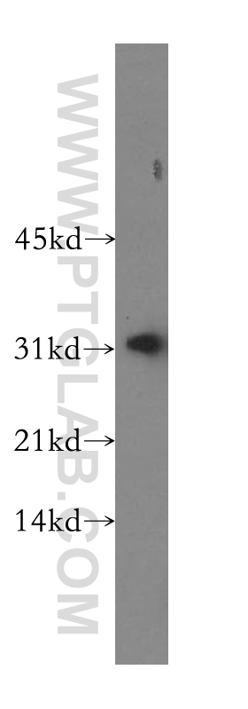 WB analysis of NIH/3T3 using 16696-1-AP (same clone as 16696-1-PBS)