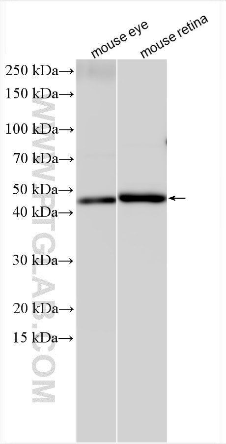 WB analysis using 13736-1-AP