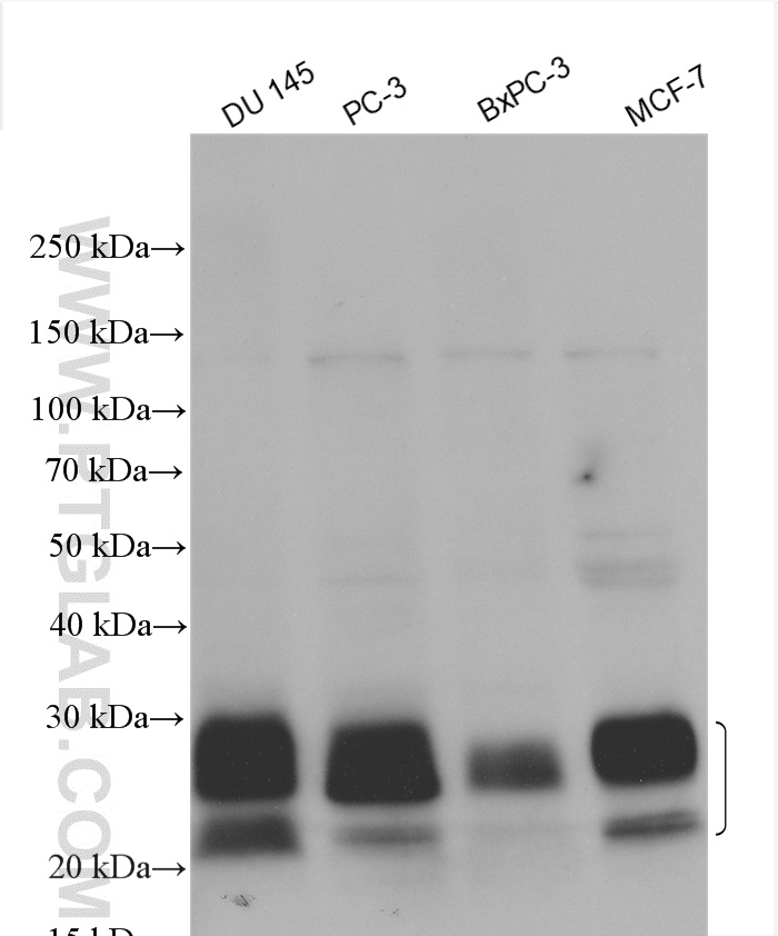 WB analysis using 23614-1-AP