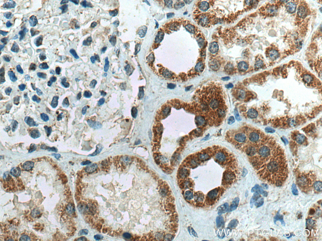 IHC staining of human kidney using 13342-1-AP