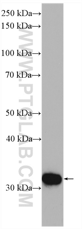 WB analysis of mouse testis using 13342-1-AP