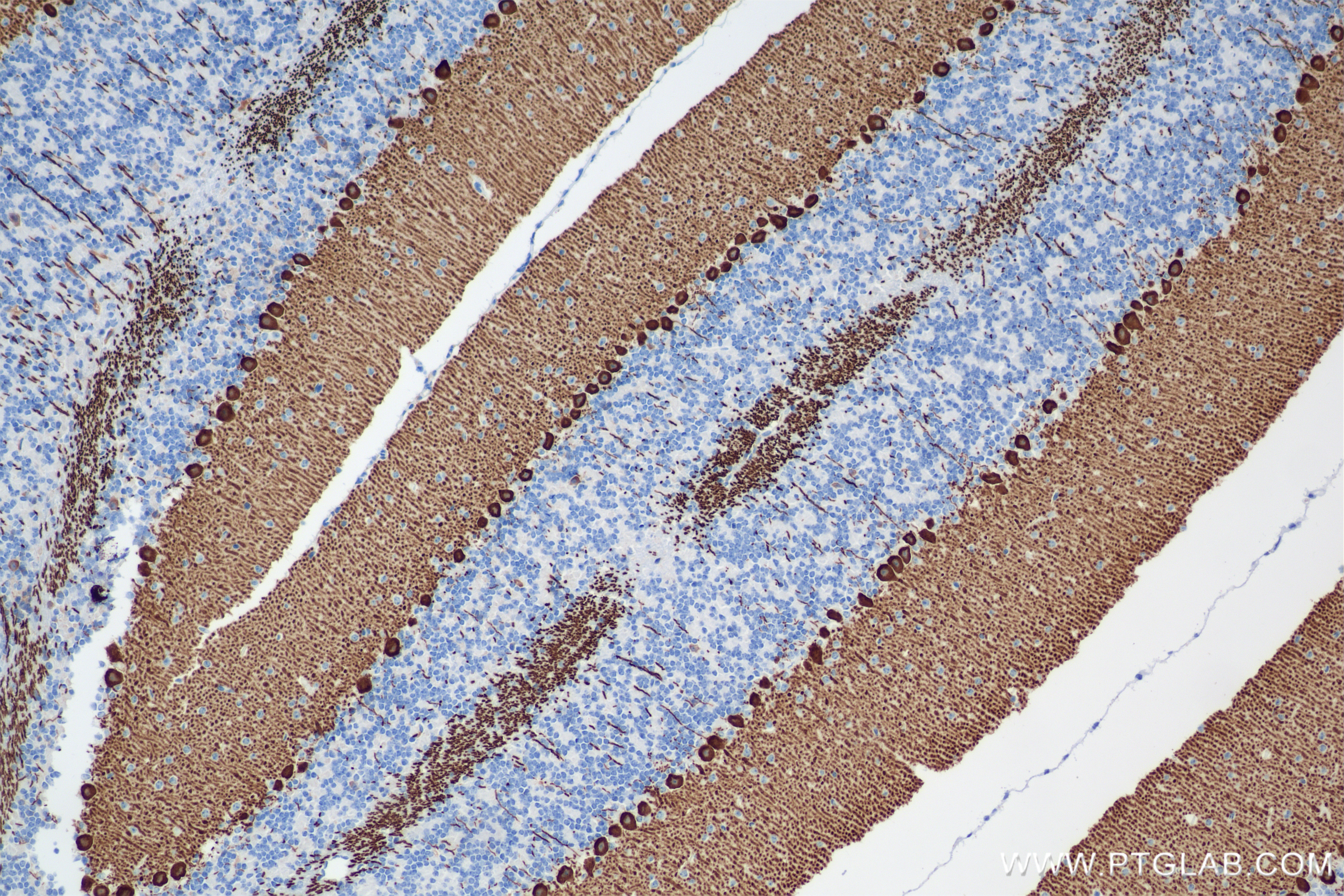 IHC staining of Mouse cerebellum using 86004-1-RR (same clone as 86004-1-PBS)