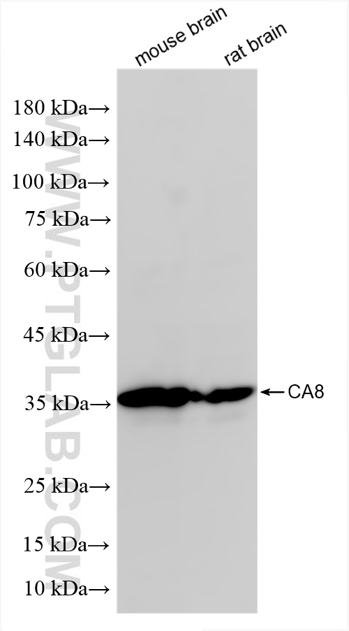 WB analysis using 86004-2-RR