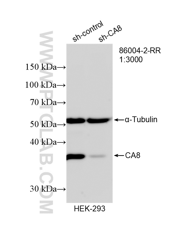 WB analysis of HEK-293 using 86004-2-RR (same clone as 86004-2-PBS) WB analysis of HEK-293 using 86004-2-RR (same clone as 86004-2-PBS)