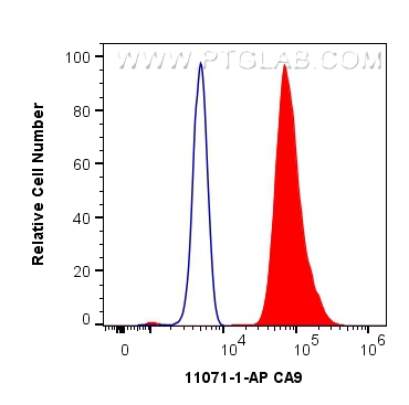 CA9