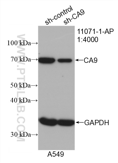 WB analysis of A549 using 11071-1-AP