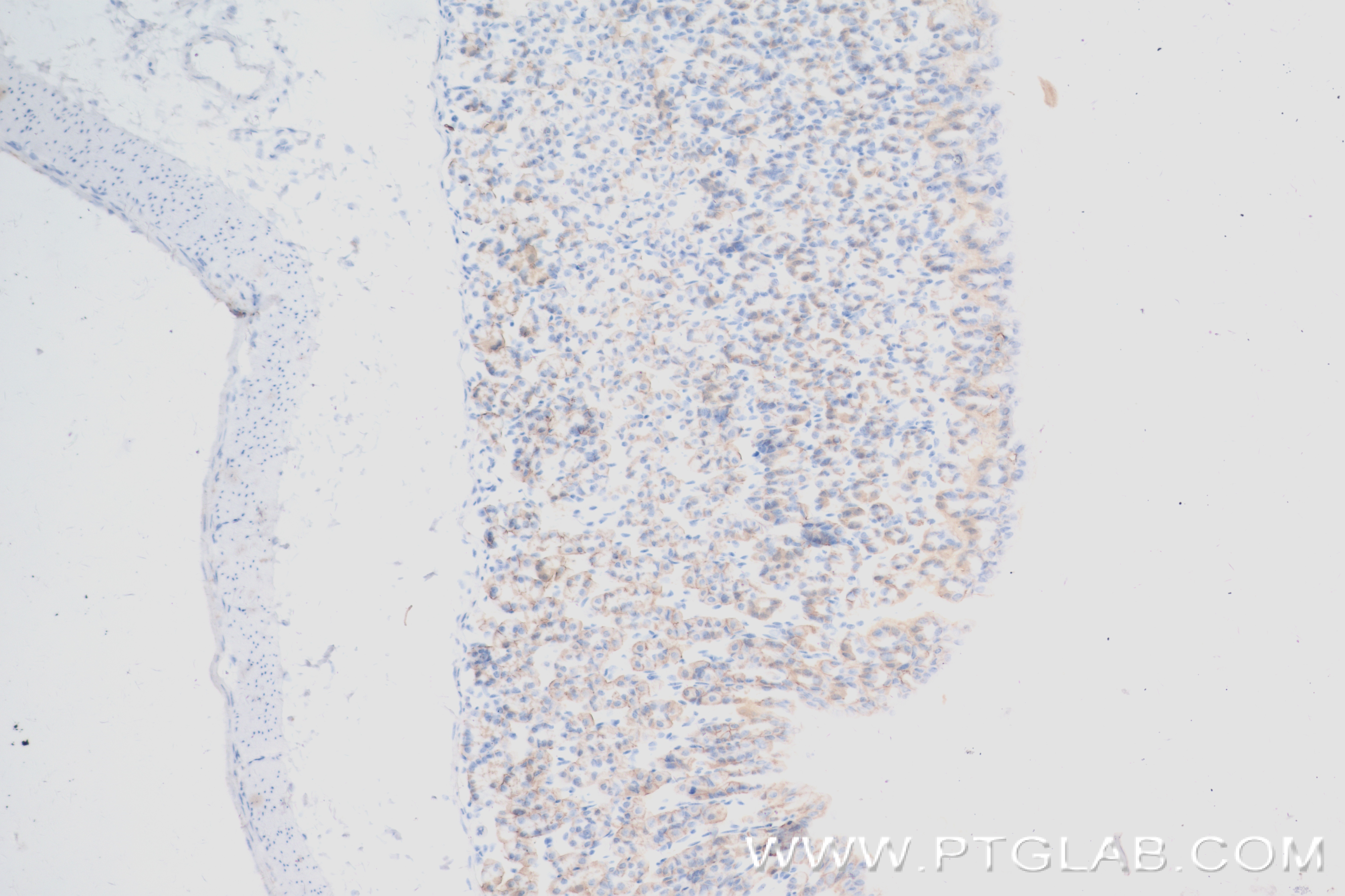 IHC staining of mouse stomach using 84233-1-RR (same clone as 84233-1-PBS)