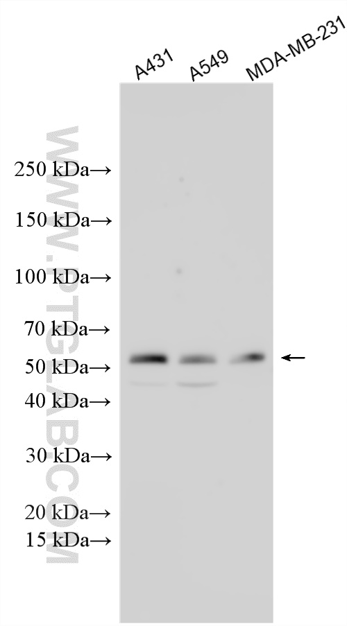 WB analysis using 26213-1-AP