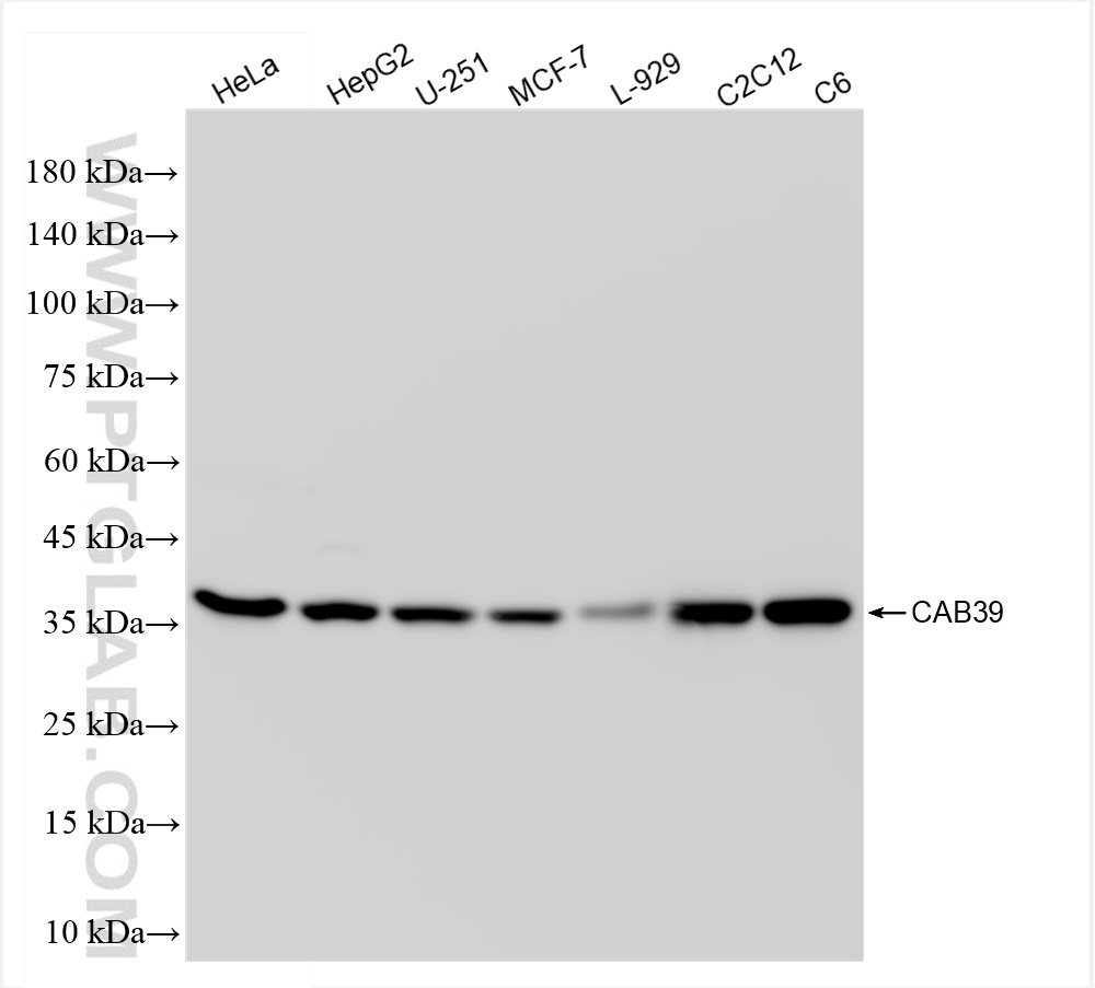 WB analysis using 84760-4-RR