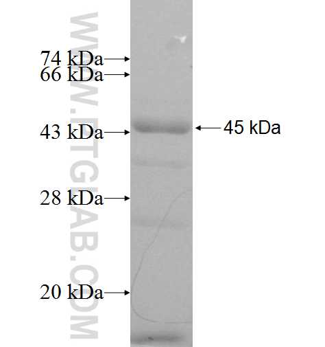 CAB39L fusion protein Ag9101 SDS-PAGE CAB39L fusion protein Ag9101 SDS-PAGE