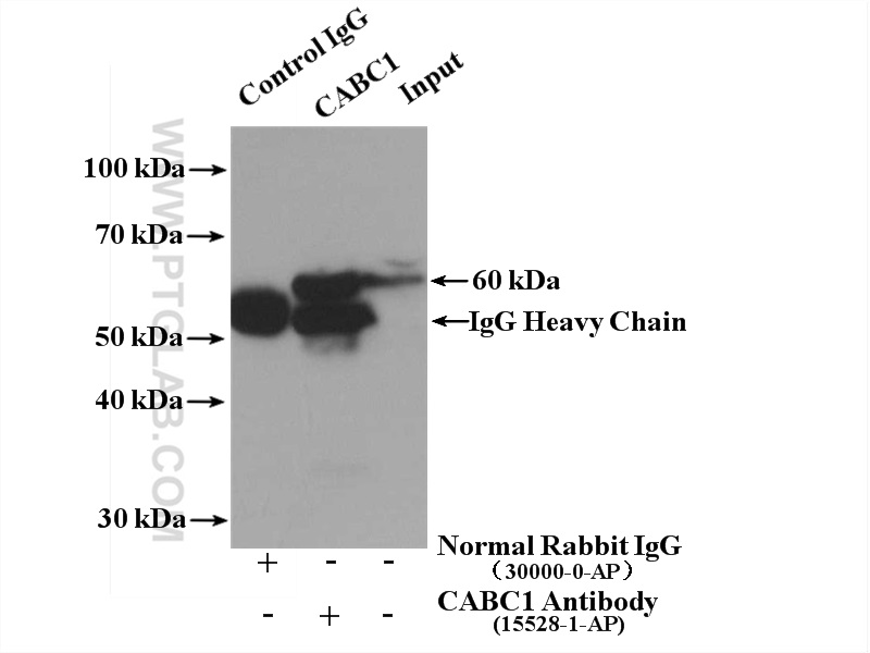 IP experiment of mouse heart using 15528-1-AP