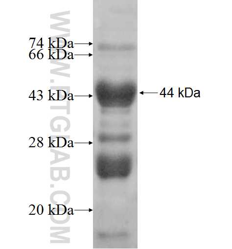 CABC1 fusion protein Ag7509 SDS-PAGE