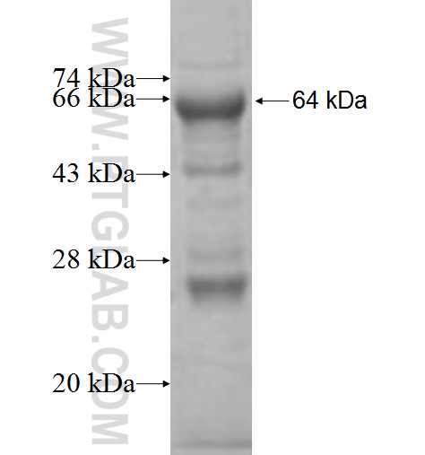 CABC1 fusion protein Ag7612 SDS-PAGE