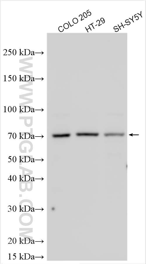 WB analysis using 13464-1-AP
