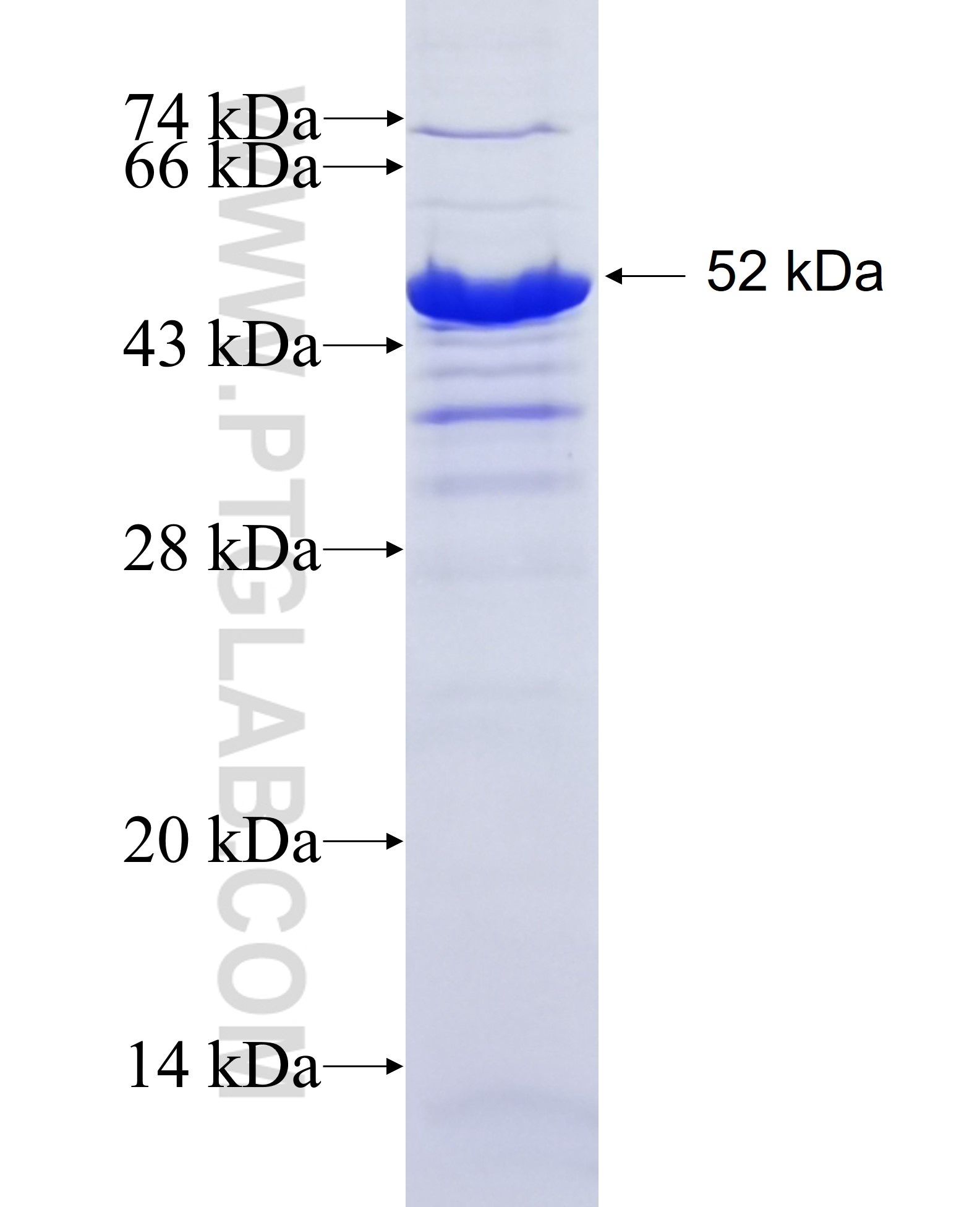 CABYR fusion protein Ag3012 SDS-PAGE