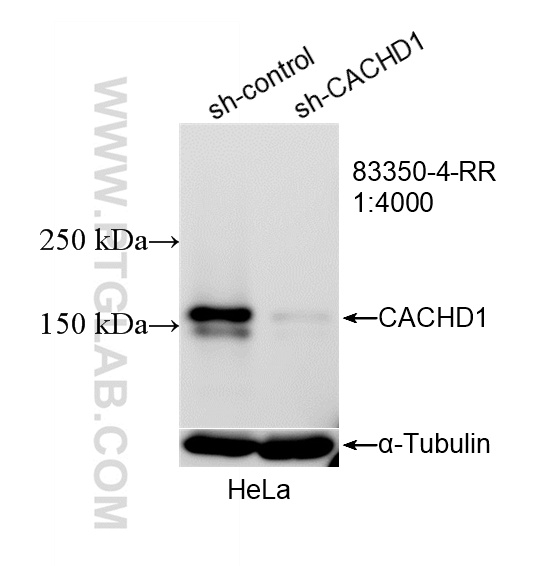 WB analysis of HeLa using 83350-4-RR WB analysis of HeLa using 83350-4-RR