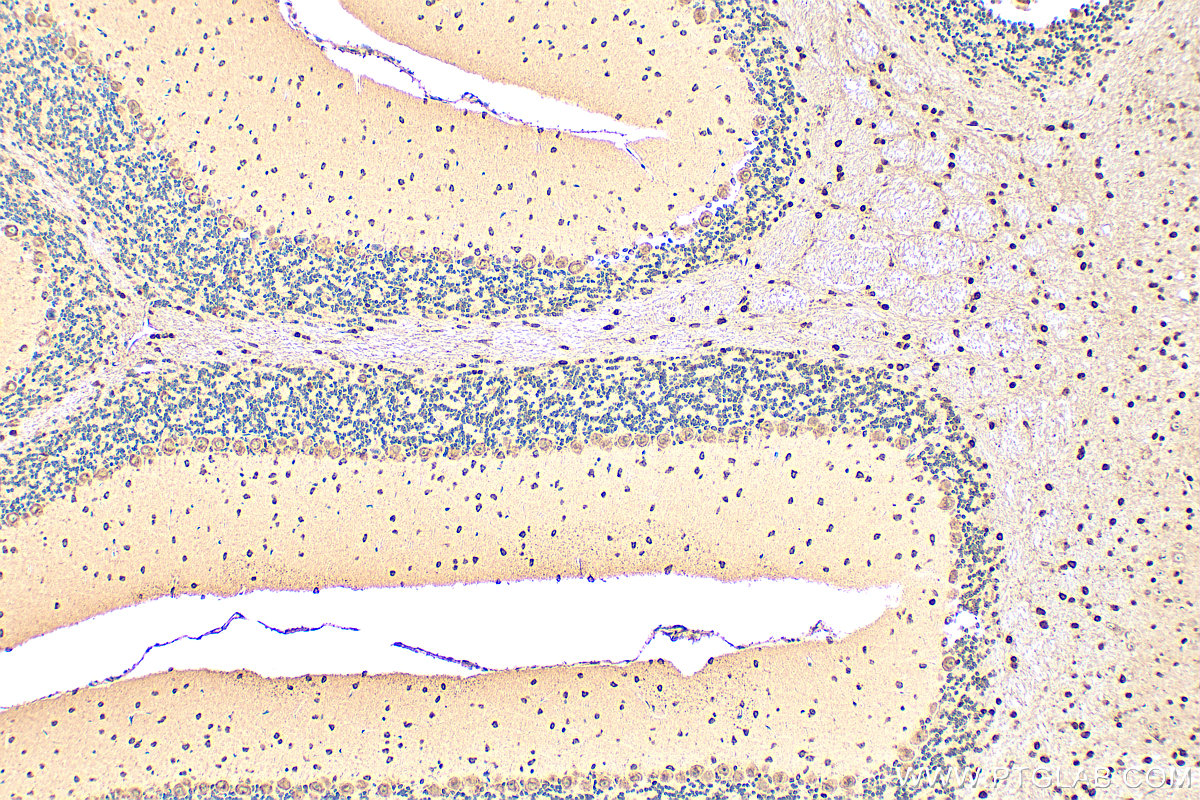 IHC staining of mouse cerebellum using 19681-1-AP