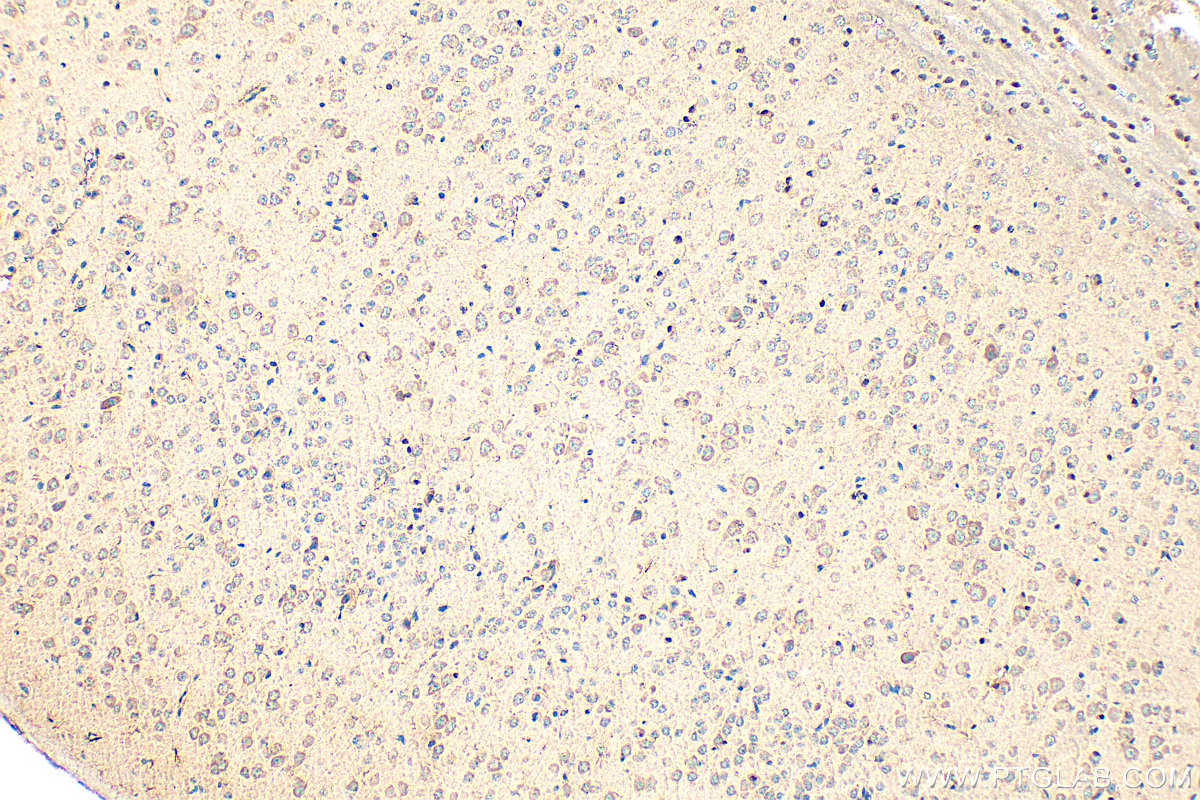 IHC staining of mouse brain using 19681-1-AP