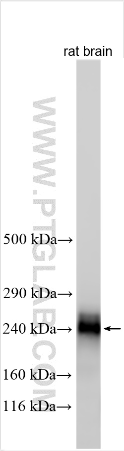 WB analysis using 27225-1-AP