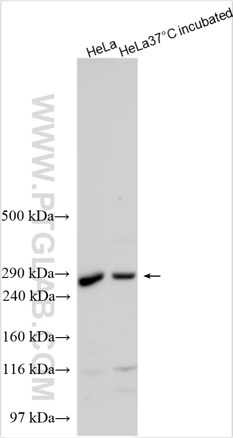 WB analysis using 28092-1-AP