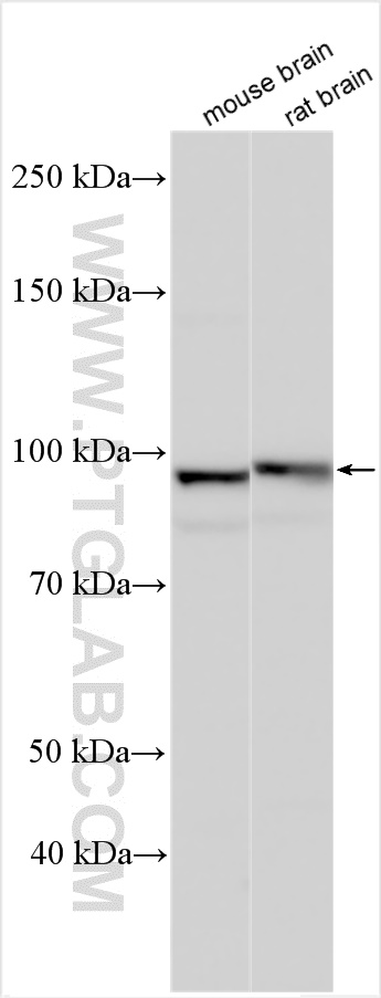WB analysis using 22145-1-AP