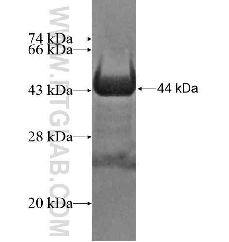 CACNB4 fusion protein Ag12996 SDS-PAGE