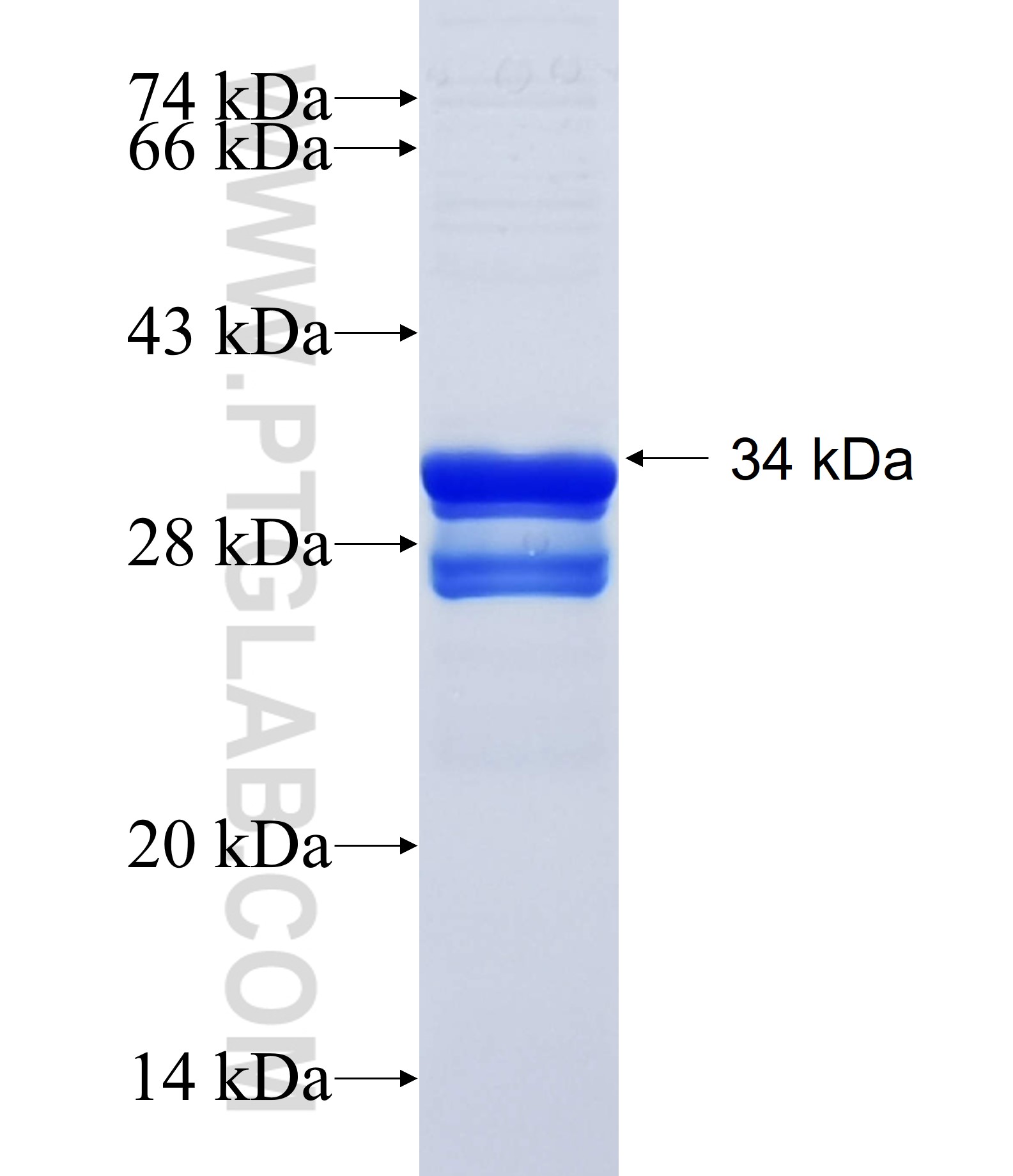 CACNG3 fusion protein Ag34850 SDS-PAGE CACNG3 fusion protein Ag34850 SDS-PAGE