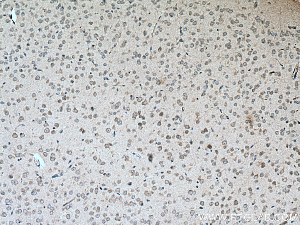 IHC staining of mouse brain using 55078-1-AP