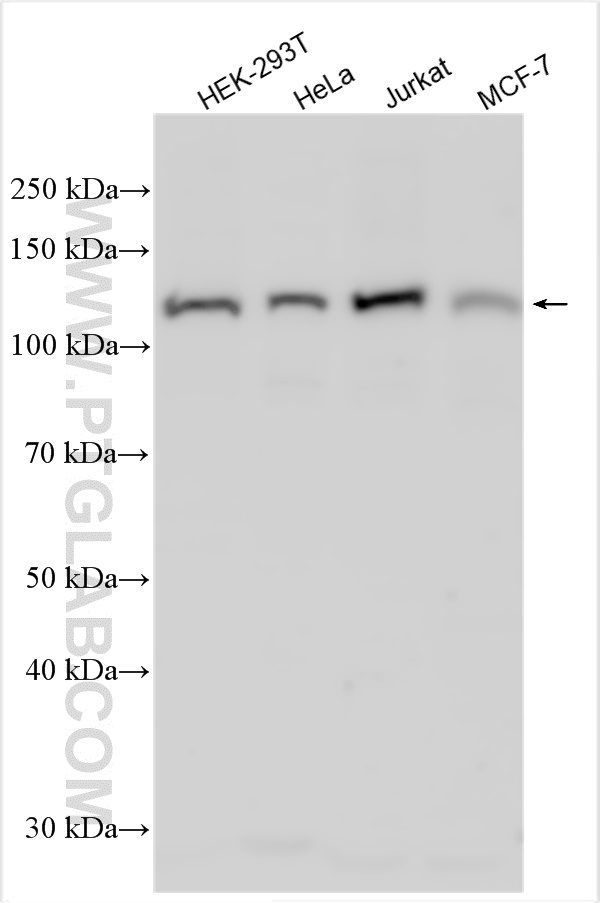 WB analysis using 32066-1-AP