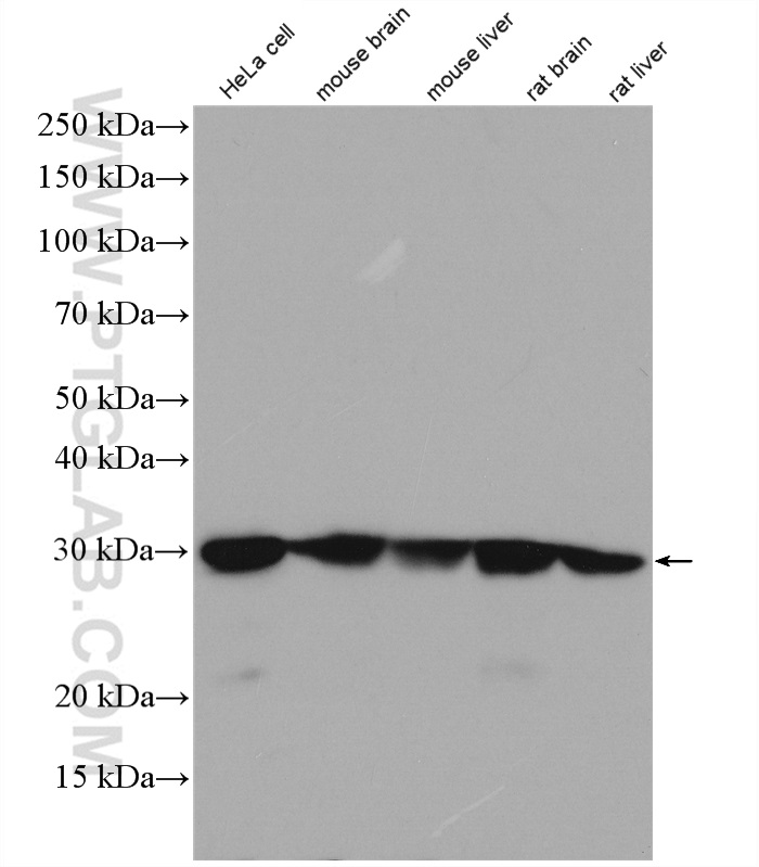 WB analysis of HeLa using 11745-1-AP (same clone as 11745-1-PBS)