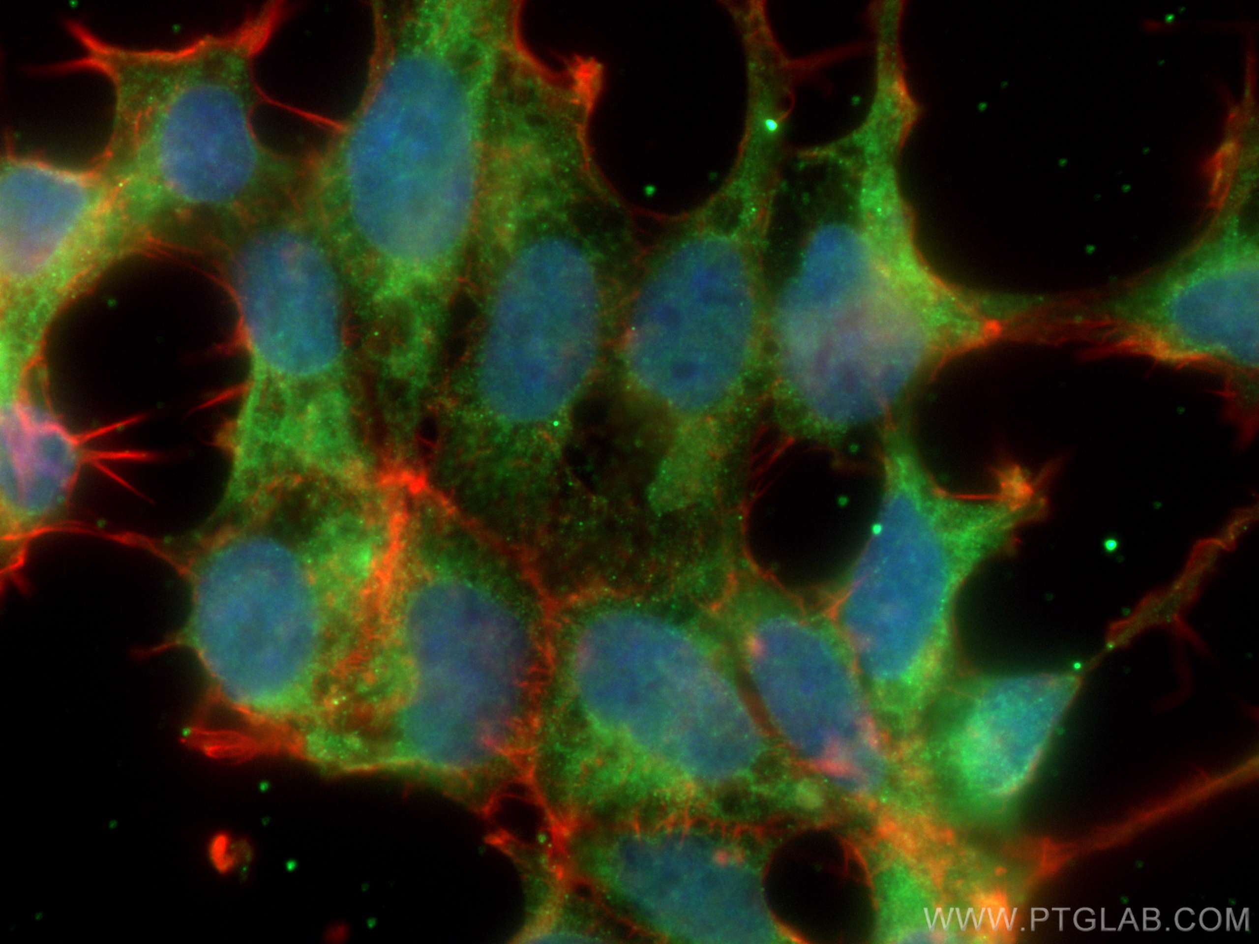 IF Staining of HEK-293 using 68161-1-Ig