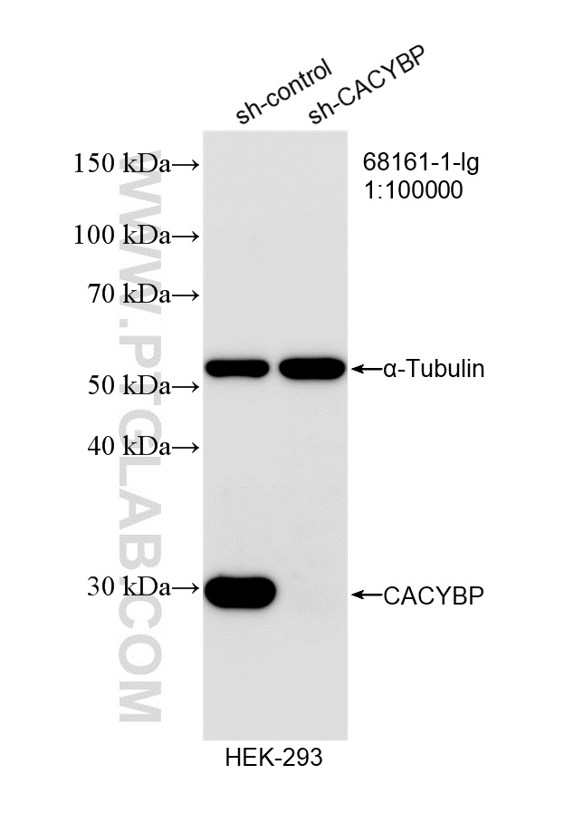 WB analysis of HEK-293 using 68161-1-Ig WB analysis of HEK-293 using 68161-1-Ig