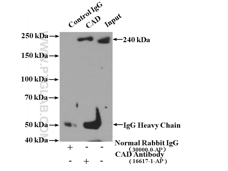 IP experiment of HEK-293 using 16617-1-AP