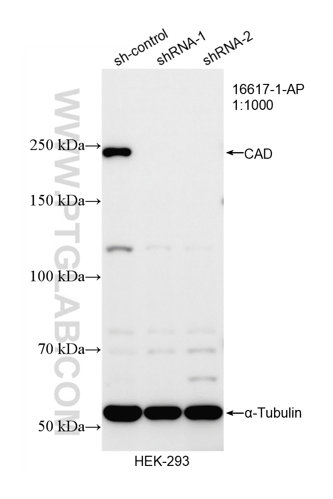 WB analysis of HEK-293 using 16617-1-AP WB analysis of HEK-293 using 16617-1-AP
