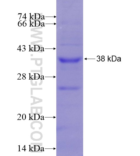 CADM1 fusion protein Ag5491 SDS-PAGE