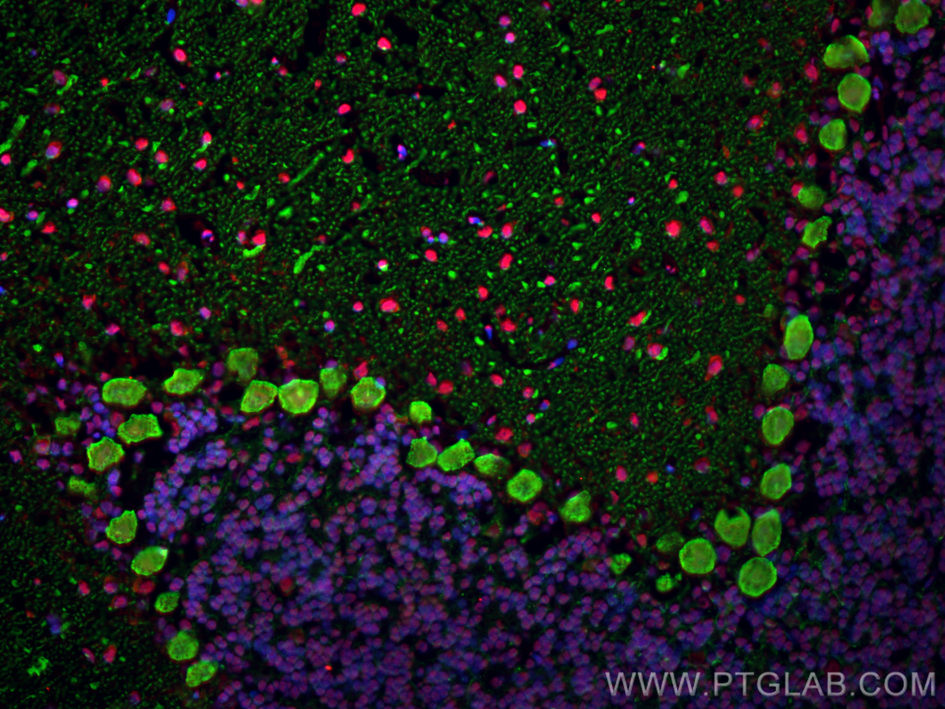 IF Staining of rat cerebellum using 14479-1-AP