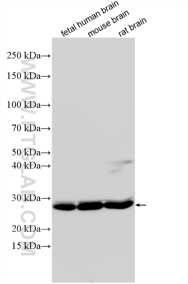 WB analysis using 14479-1-AP