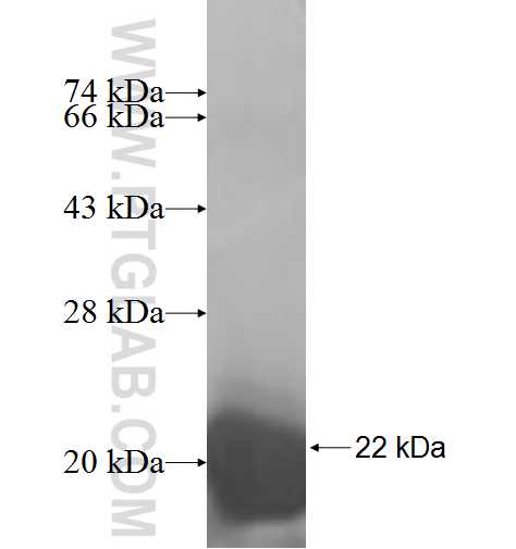 Calbindin fusion protein Ag6317 SDS-PAGE