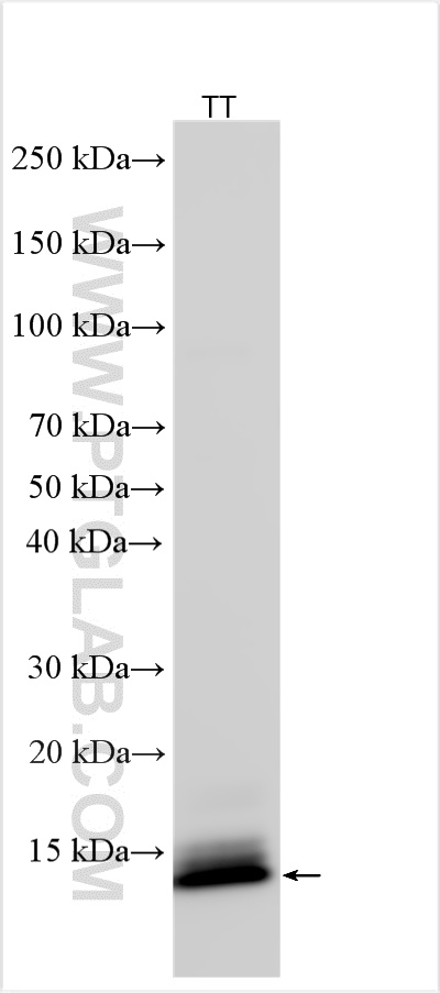 WB analysis using 27257-1-AP