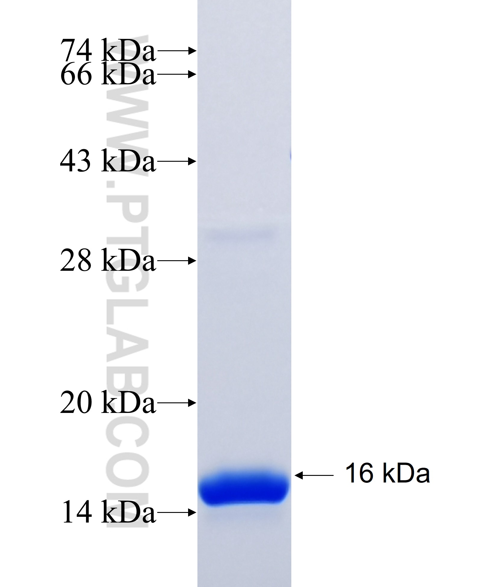 CALCA fusion protein Ag26141 SDS-PAGE