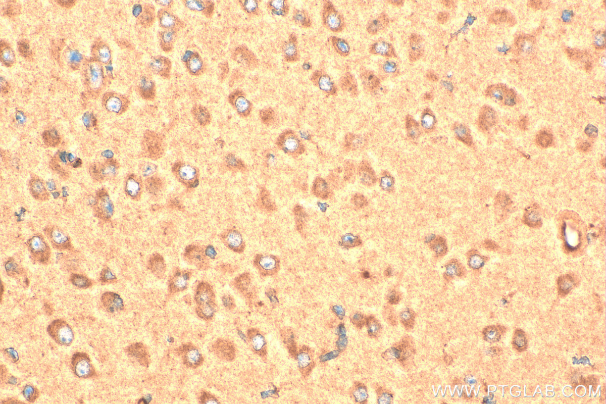 IHC staining of mouse brain using 23890-1-AP
