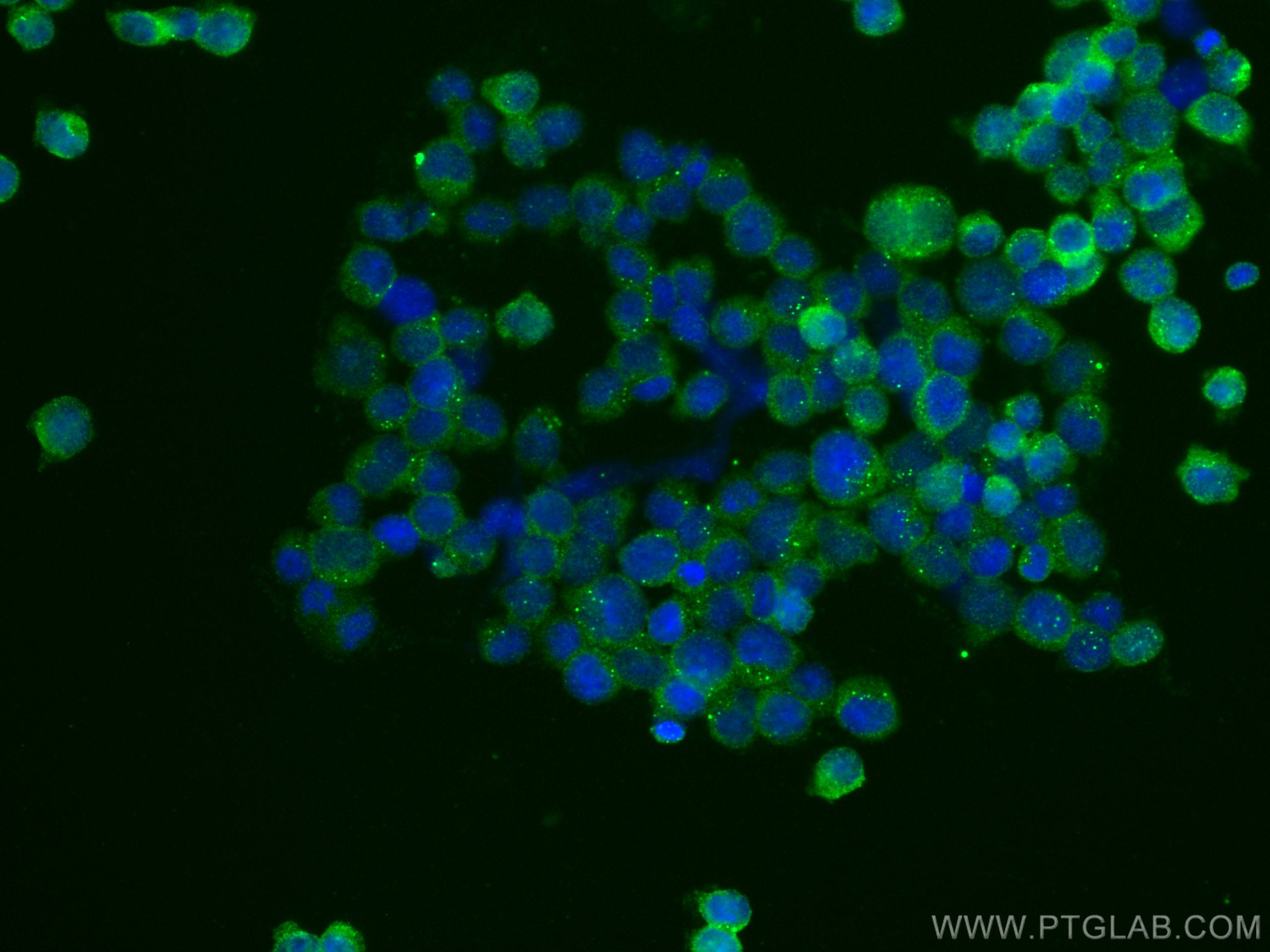 IF Staining of Jurkat using 66401-1-Ig (same clone as 66401-1-PBS)