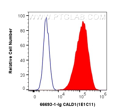 FC experiment of HeLa using 66693-1-Ig (same clone as 66693-1-PBS)