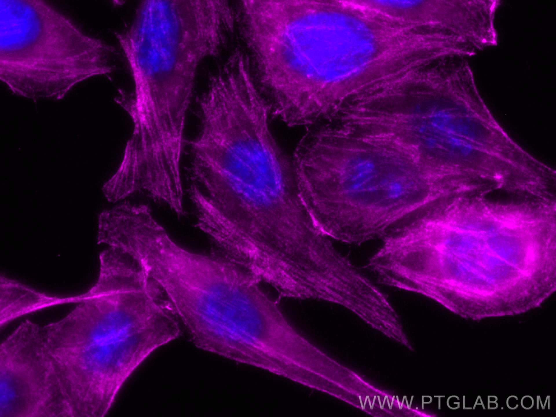 IF Staining of HepG2 using CL647-66693