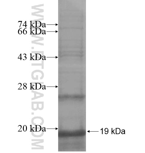 CALHM3 fusion protein Ag16057 SDS-PAGE CALHM3 fusion protein Ag16057 SDS-PAGE