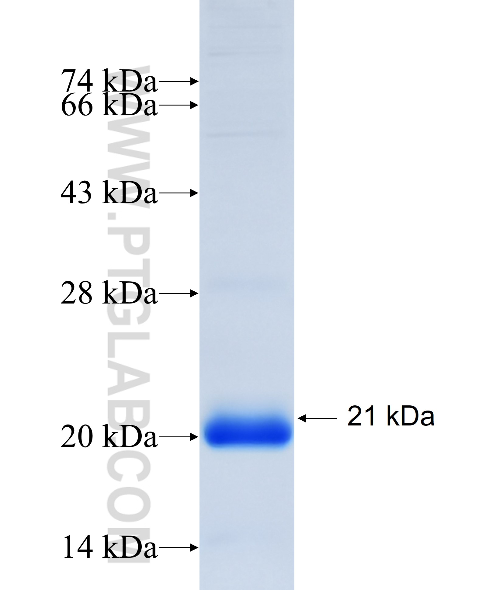 CALM1 fusion protein Ag35001 SDS-PAGE