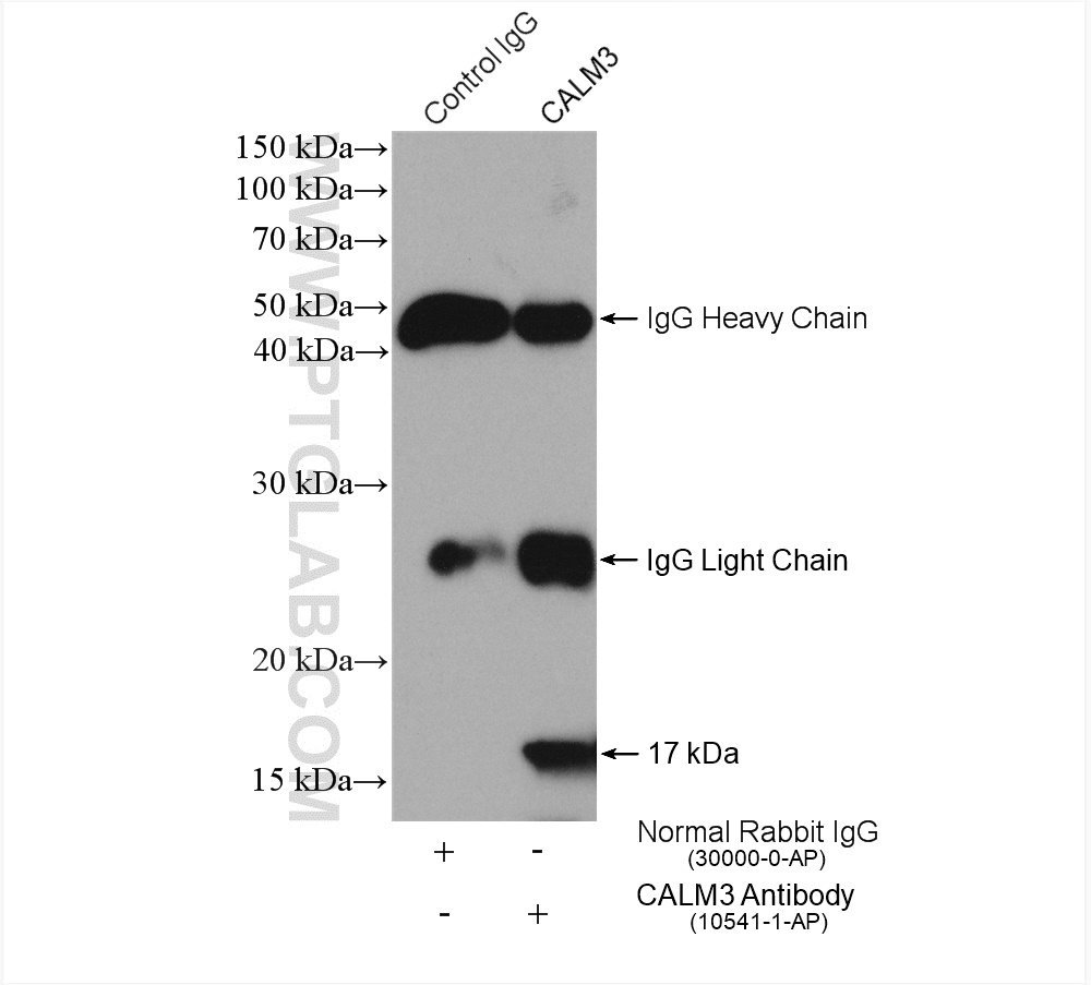 IP experiment of Ramos using 10541-1-AP